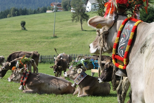 Mehr über den Artikel erfahren Almabtrieb Seiser Alm im Herbst