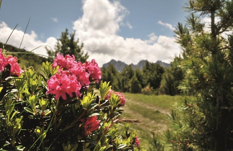 Alpenrosen Südtirol Musikreise Konzert Unterkunft