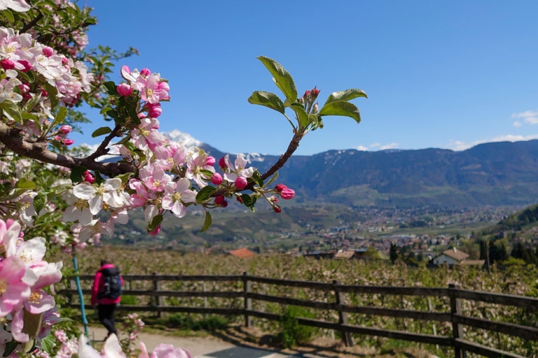 Kombireisen Suedtirol Apfelbluete