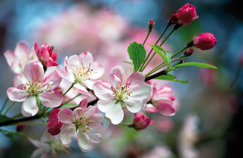 Apfelblüte