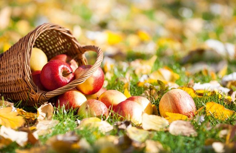 Äpfel aus Südtirol