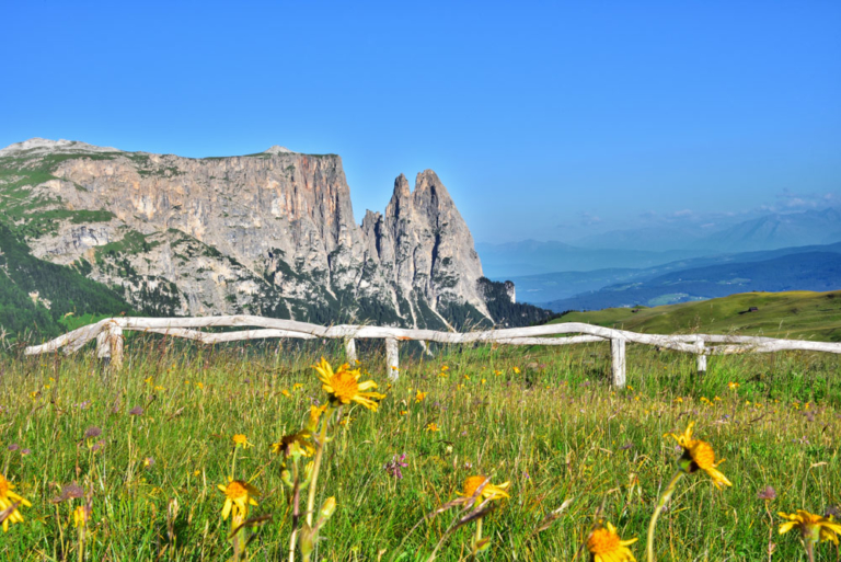 seiser-alm-blumenwiese-schlern