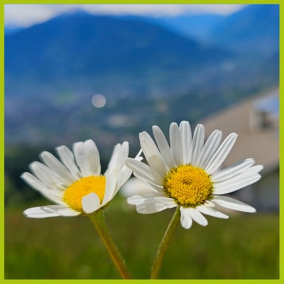 Wandern Taseralm Ifingerhuette006